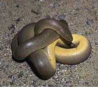 <i>Charina</i> Genus of snakes