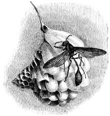 <i>Belonogaster</i> Genus of wasps