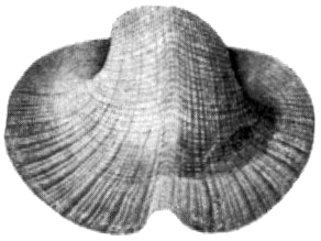 Bellerophontidae Extinct family of gastropods