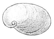 Dorsal view of the shell. Schizoglossa novoseelandica shell 3.png