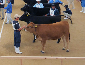 <span class="mw-page-title-main">Japanese Brown</span> Breed of cattle