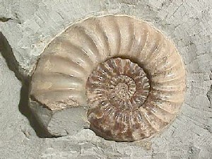 <span class="mw-page-title-main">Ammonitina</span> Extinct suborder of ammonites