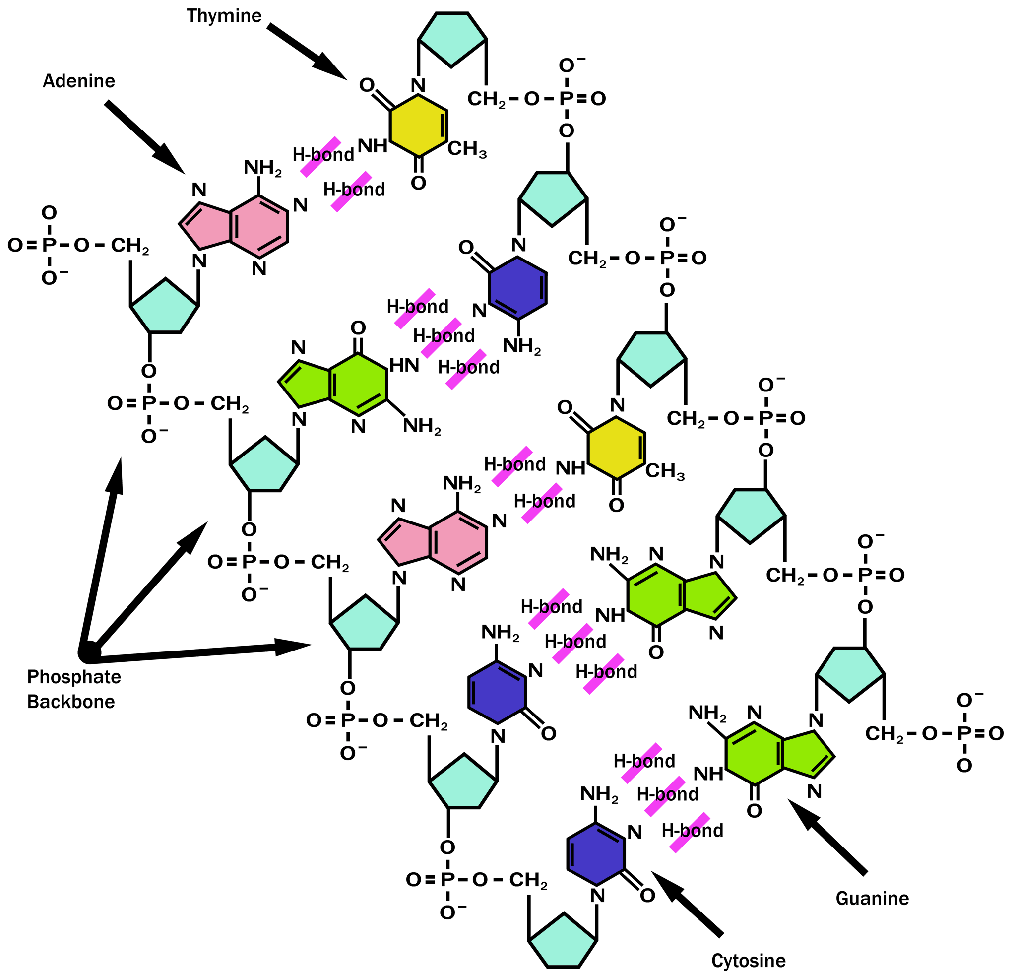 File:DNA-labels.png - Wikimedia Commons