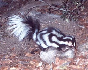 <span class="mw-page-title-main">Western spotted skunk</span> Species of carnivore