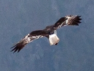 <span class="mw-page-title-main">Réunion harrier</span> Species of bird