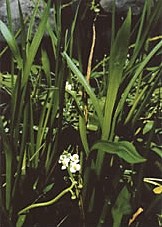 <i>Sagittaria sanfordii</i> Species of aquatic plant