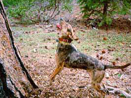 <span class="mw-page-title-main">American Leopard Hound</span> Dog breed