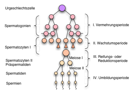 Spermatogenese