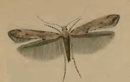 <i>Epermenia aequidentellus</i> Species of moth