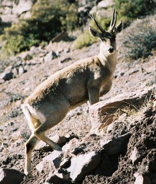 <i>Hippocamelus</i> Genus of mammals belonging to the deer, muntjac, roe deer, reindeer, and moose family of ruminants