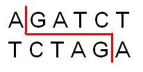 <i>Bgl</i>II Restriction enzyme