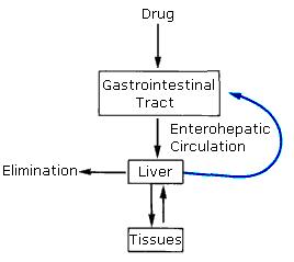 Enterohepatic circulation