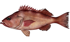 <span class="mw-page-title-main">Pacific ocean perch</span> Species of fish