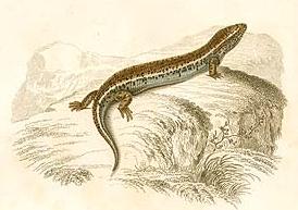 <i>Chalcides</i> genus of reptiles