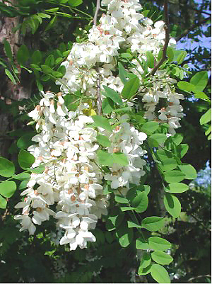 <i>Robinia pseudoacacia</i> Species of tree native to North America