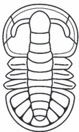 <i>Sinodiscus</i> Extinct genus of trilobites