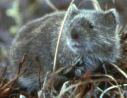 <i>Alexandromys</i> Subgenus of rodents