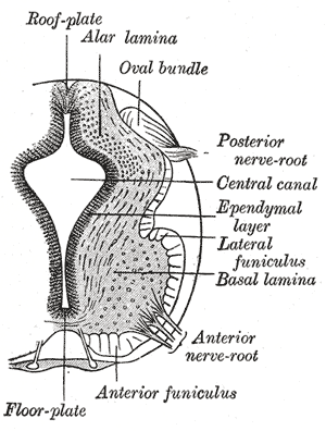 <span class="mw-page-title-main">Alpha motor neuron</span> Large lower motor neurons of the brainstem and spinal cord