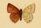 <i>Anthene liodes</i> Species of butterfly