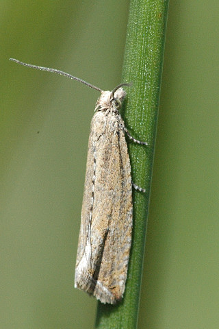 <span class="mw-page-title-main">Tortricidae</span> Family of tortrix moths