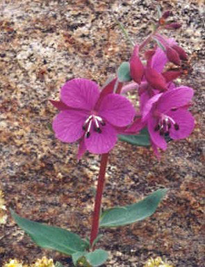 <span class="mw-page-title-main">Onagraceae</span> Family of flowering plants