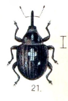 <span class="mw-page-title-main">Cnemogonini</span> Tribe of beetles