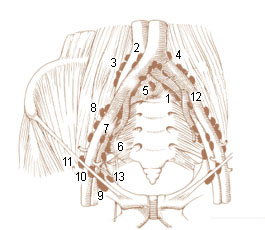 <span class="mw-page-title-main">Common iliac lymph nodes</span> Lymph nodes found in the pelvis