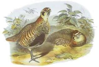 <span class="mw-page-title-main">Tibetan partridge</span> Species of bird