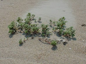 <i>Amaranthus pumilus</i> species of plant