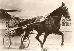 <span class="mw-page-title-main">Captain Sandy</span> New Zealand Standardbred racehorse