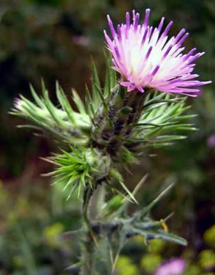 <i>Carduus tenuiflorus</i> Species of flowering plant in the daisy family Asteraceae