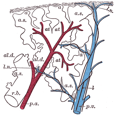 Detaljert bilde av alveoler fra Gray's Anatomi 1918. a.s er alveolær sekk, at er alveoler