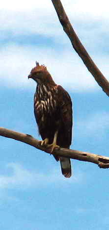 <i>Nisaetus</i> Genus of birds