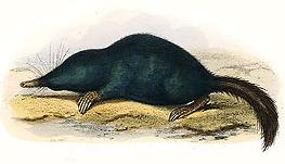 <span class="mw-page-title-main">Japanese shrew mole</span> Species of mammal