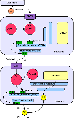 <span class="mw-page-title-main">Copper in biology</span>