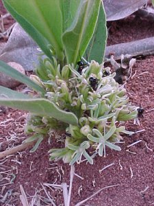 <span class="mw-page-title-main">Dichapetalaceae</span> Family of flowering plants