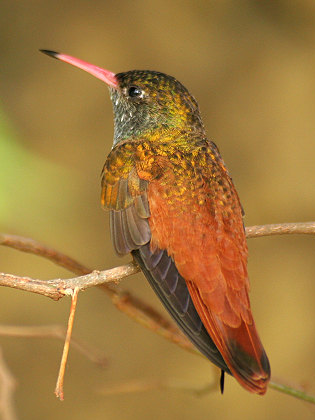 <span class="mw-page-title-main">Amazilia hummingbird</span>