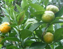 Citrus x depressa used as rootstock suppresses tristeza disease Shikwasa-1.jpg