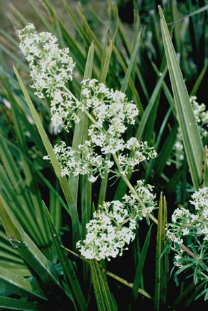 <i>Galium litorale</i> Species of flowering plant