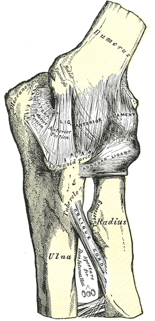 <span class="mw-page-title-main">Humeroradial joint</span>