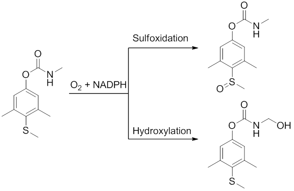 Methiocarb Metabolism.png