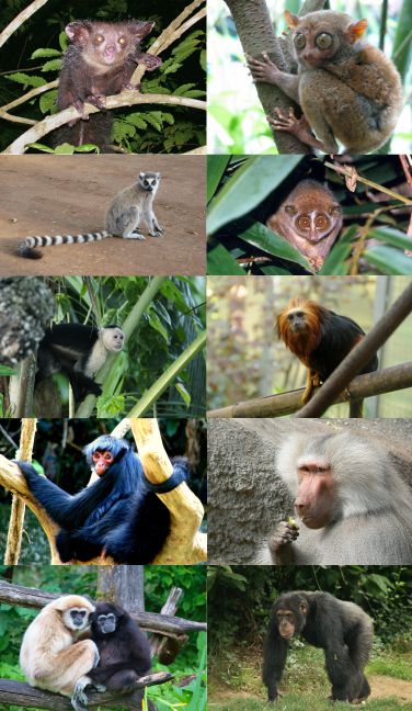Primates_-_some_families