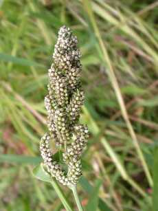 <i>Echinochloa esculenta</i> Species of plant in the family Poaceae