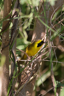 <span class="mw-page-title-main">Altamira yellowthroat</span> Species of bird