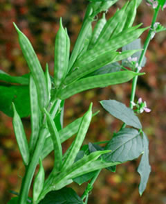 <span class="mw-page-title-main">Guar</span> Species of flowering plant in the bean family Fabaceae