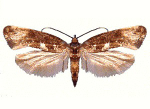 <span class="mw-page-title-main">Leek moth</span> Species of moth