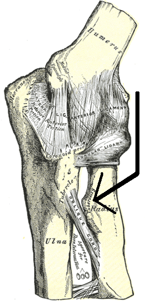 <span class="mw-page-title-main">Radial tuberosity</span> Bony eminence on the radius