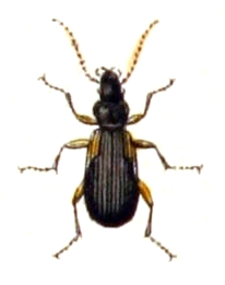 <i>Cymindis</i> Genus of beetles