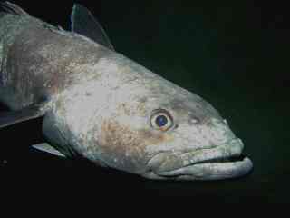 <span class="mw-page-title-main">Antarctic toothfish</span> Species of fish