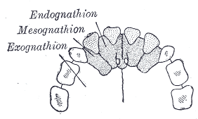 <span class="mw-page-title-main">Premaxilla</span> Cranial bones at the very tip of the upper jaw of many animals